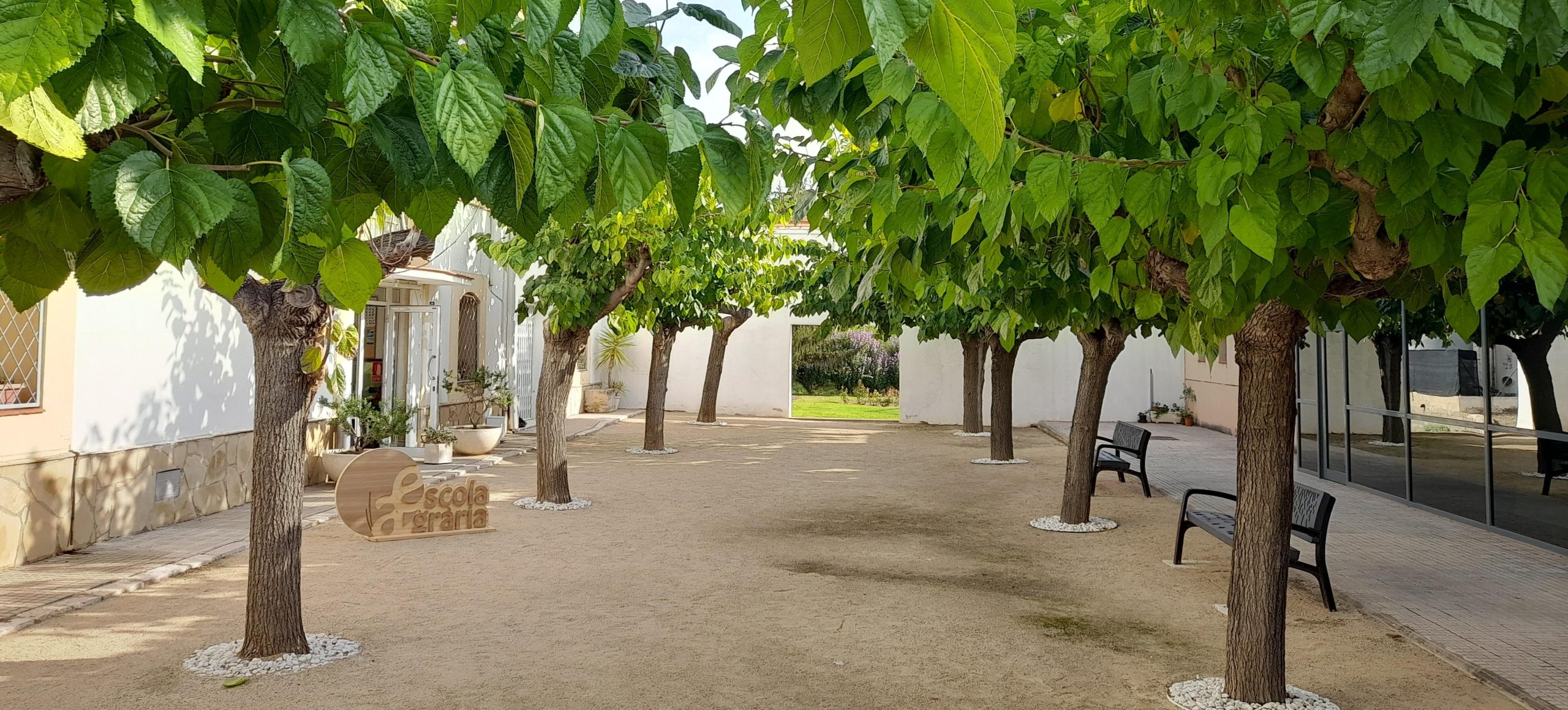 Valorització tècnica i gastronòmica de l’avellana: del coneixement a l’aplicació culinària